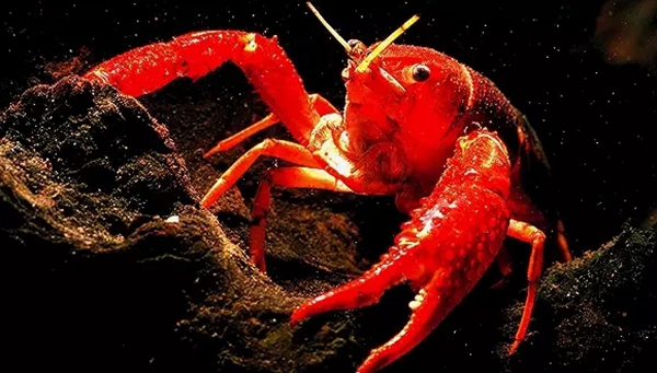 小龍蝦vs火鍋，誰(shuí)才是餐飲界扛把子？